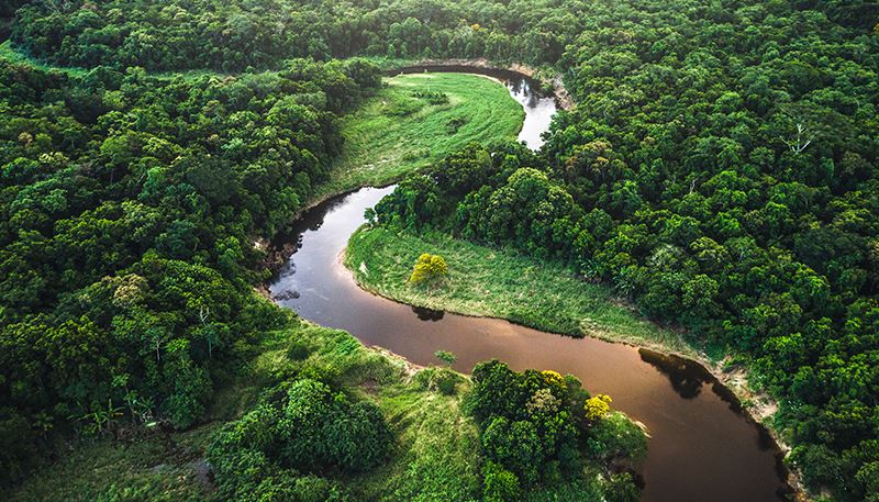 A river flows through a forest